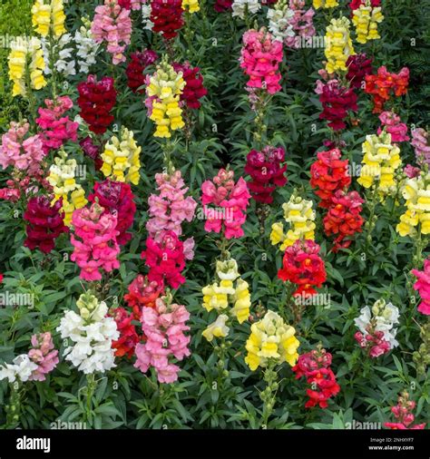 Antirrhinum Snapdragons Hi Res Stock Photography And Images Alamy