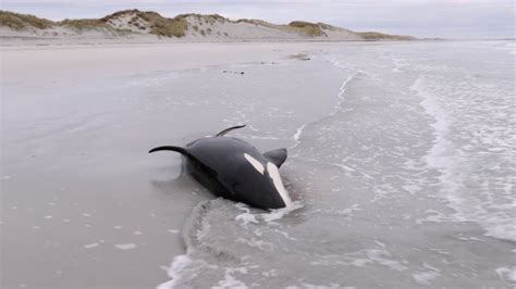 Killer Whale Rescued After Getting Stranded On Remote Scottish Beach Metro News