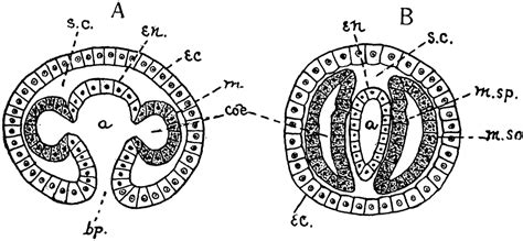 Mesoderm Forming | ClipArt ETC