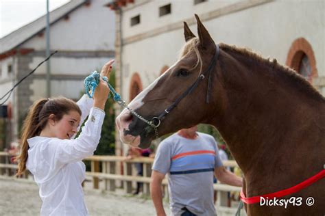 Concours départemental des Côtes dArmor du cheval breton Flickr