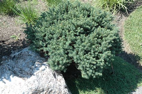 Karel Dwarf Serbian Spruce Picea Omorika Karel In Welland St