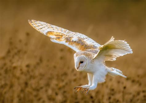 Ready To Pounce Paul Rollison Flickr