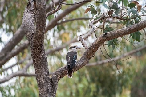 80 Free Laughing Kookaburra And Kookaburra Images Pixabay