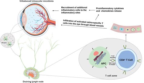 Frontiers Ocular Microbiota And Intraocular Inflammation