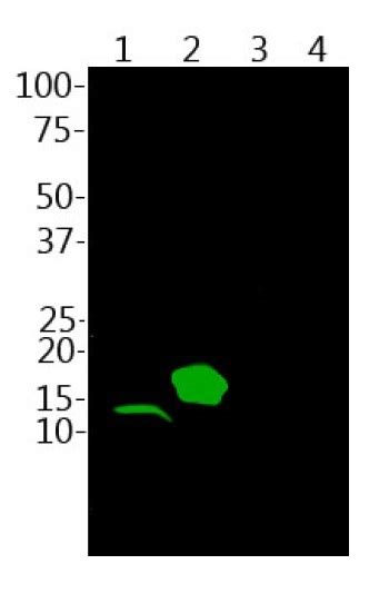 Anti Parvalbumin Antibody Arg Arigo Biolaboratories