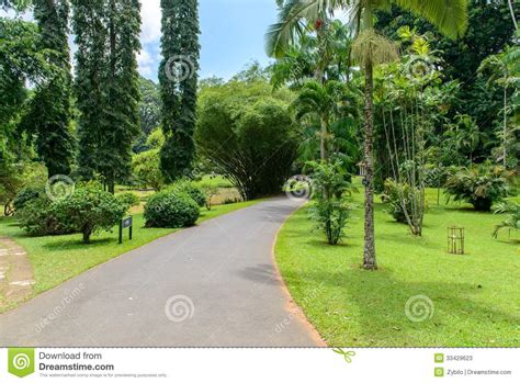 Giardini Botanici Reali Tipi Differenti Di Alberi Immagine Stock