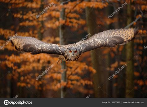 Eurasian Eagle Owl Bubo Bubo Open Wings Flight Forest Habitat Stock