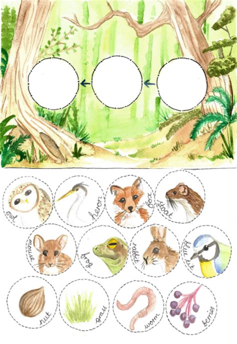 Woodland Food Chain Printable Activity By Teach Simple