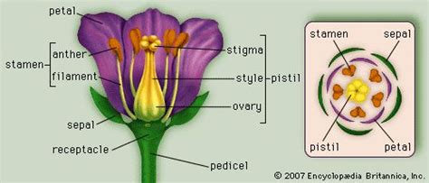 Floral Diagram - Forestrypedia | Flower anatomy, Parts of a flower ...