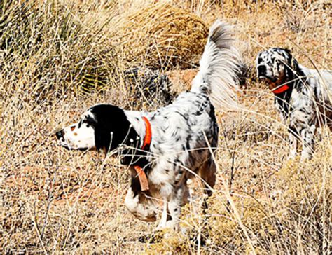 Llewellin Setter - Ultimate Upland Bird Dogs, pheasant and quail hunting