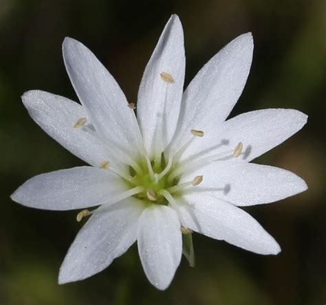 Stellaria Nipponica · Inaturalist Mexico