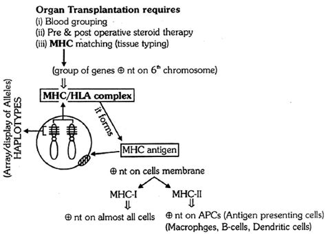 Immunity And Disease Class 12 Biology Aipmt Chapter Notes Pdf Download