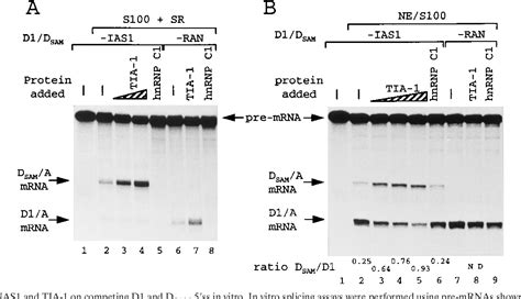 Figure 4 From The Rna Binding Protein Tia 1 Is A Novel Mammalian