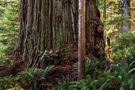 This massive redwood tree : r/marijuanaenthusiasts