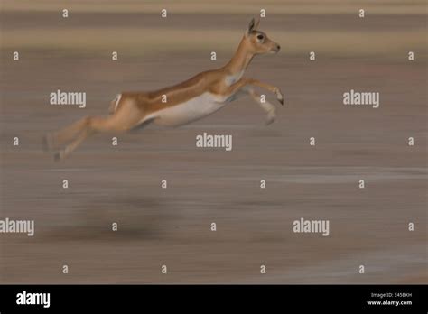 Blackbuck Antilope Cervicapra Female Leaping Rajasthan India Stock