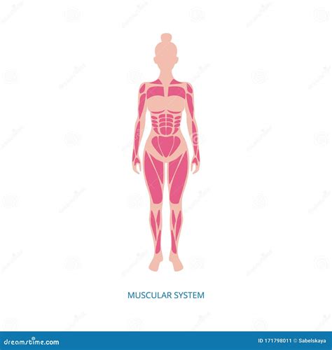 Muscles In The Body Diagram : Muscles Of The Body Diagram For Kids Modernheal Com - Muscles are ...