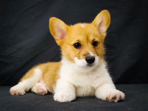 Pembroke Welsh Corgi Dog Red Id2737214 Located At Petland Las Vegas Nv