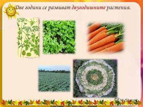Презентация на тему: "План на урока а) хранене; 1.Жизнени процеси: б ...