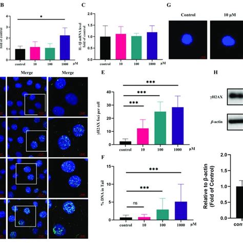 Pyroglutamic Acid Could Promote Inflammation And Increase Dna Damage In