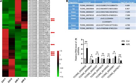 Frontiers Deficiency Of A Novel LncRNA HRAT Protects Against