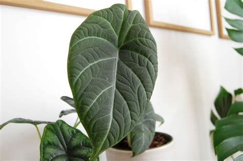 Guía de cultivo y cuidado de la planta Alocasia Maharani Dragón gris