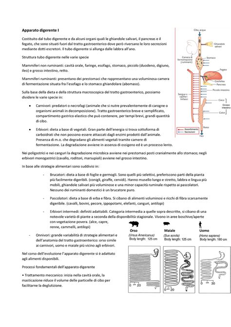 Apparato Digerente I Il Documento Contiene Appunti Presi A Lezione