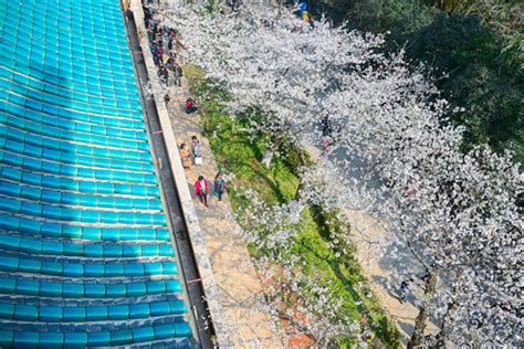 Wuhan University Kicks Off Cherry Flower Festival