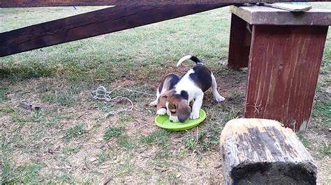 Beagle puppies Miona i bigl štenci - YouTube