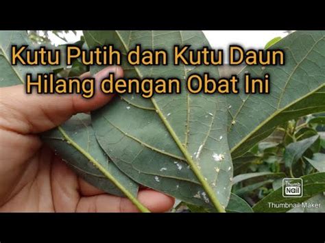 Cara Mengatasi Hama Kutu Putih Dan Kutu Daun Pada Pohon Alpukat Dan