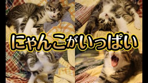 【猫動画】にゃんこがいっぱい〜にゃんともパレード〜猫動画猫340 Youtube