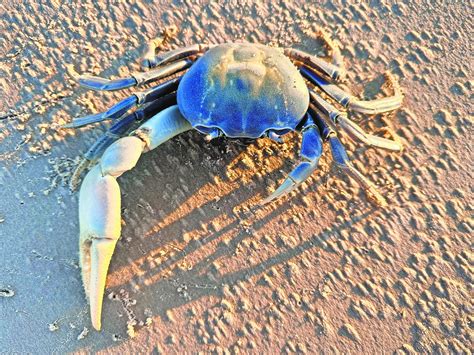 Beachcombing Report Blue Land Crabs Alice Echo News Journal