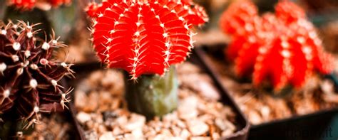 Echinocereus Coccineus Coltivazione E Cura