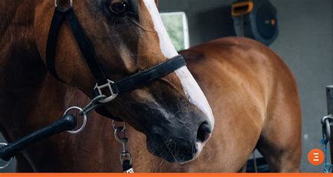 7 Things To Know About Laryngeal Hemiplegia Roaring In Horses