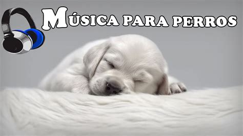 Musica Para Perros Musica Para Relajar A Tu Perro Estresado SIN