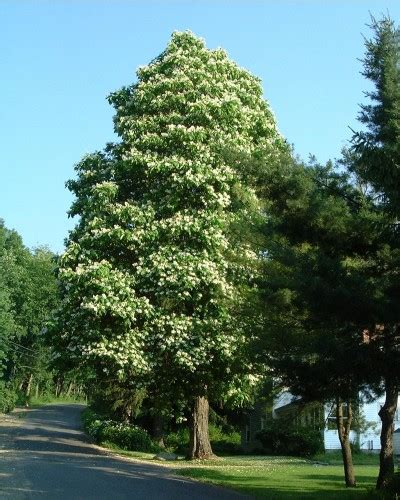 Ohio Buckeye (Aesculus glabra) - Great Plains Nursery