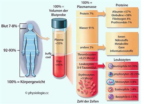 Struktur Und Funktion Der Roten Blutk Rperchen