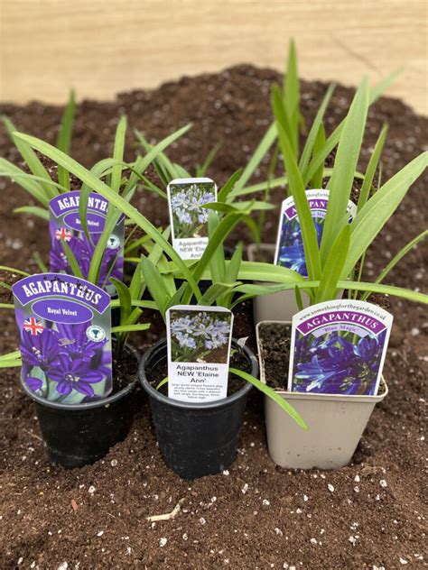 Agapanthus Collection Deciduous Hoyland Plant Centre