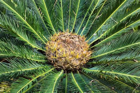 Diagrama De Cono Hembra De Cycas