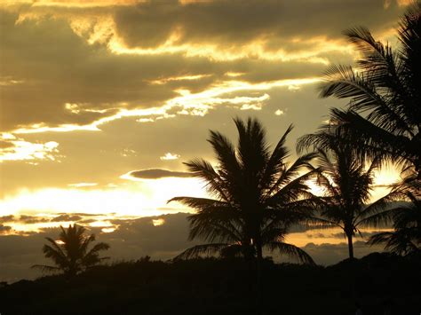 Free Images Beach Tree Horizon Silhouette Cloud Sky Sun