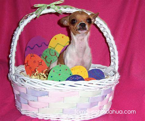 Happy Easter Enjoy Our Gallery Of Chihuahuas Dressed Up In Easter