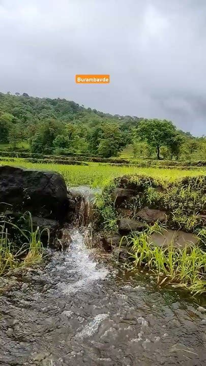 निसर्ग सौंदर्याने नटलेले कोकण🌺 ️ आपलं कोकण 🏝️ Shorts Youtubeshorts Viral Shortsfeed Nature