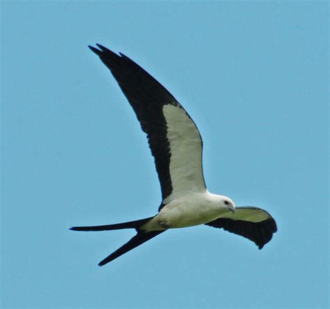 Milano tijereta Aves de la provincia de Córdoba Argentina