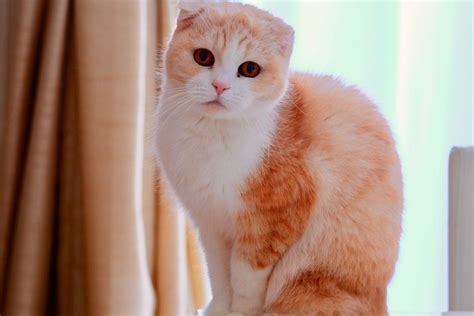 6 Fakta Menarik Kucing Scottish Fold Yang Lucu Dan Menggemaskan