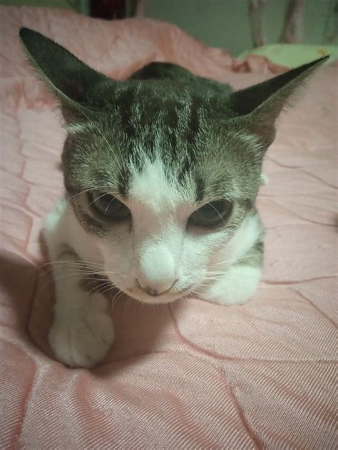 Review Infinix Hot Pro