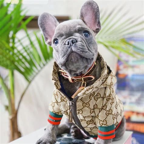 Luxury French Bulldog Jacket French Bulldog Clothes French Bulldog