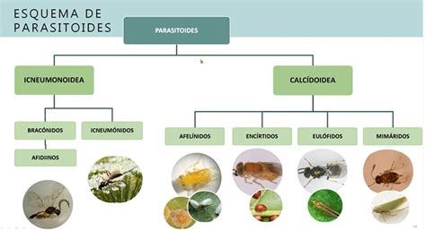 Control Biológico De Plagas En El Cultivo De Patatas Patata De