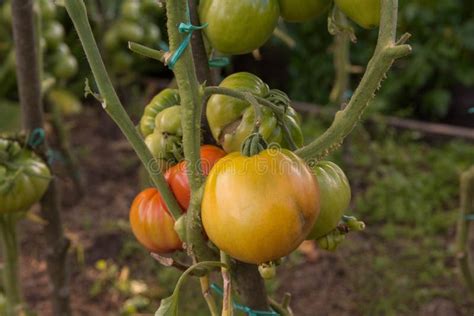 Ramo De Grandes Tomates Verdes En Un Arbusto Cultivando Tomate