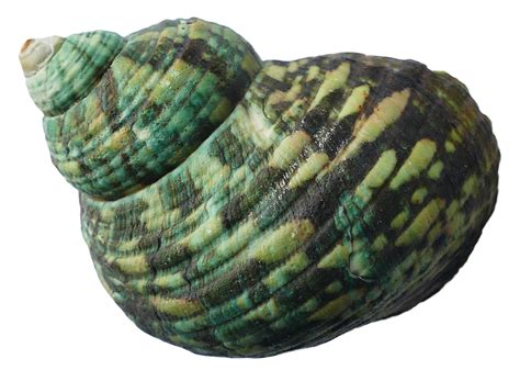 Sea Conch Snail Png