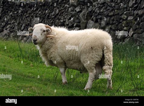 Welsh Mountain Sheep Ram Stock Photo Royalty Free Image 38619202