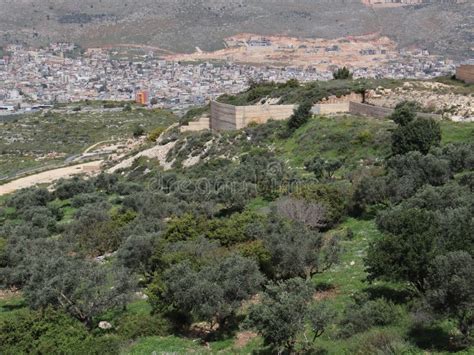 Galilee Beautiful Spring View with Trees. Olive Plantation. Stock Photo ...